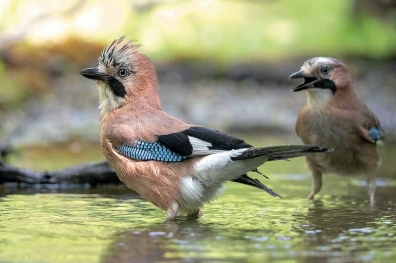 Monferrato: Birdwatching and Wildlife Photography Experience - Monferrato Birdwatching and Wildlife Photography Experience: A Deep Dive