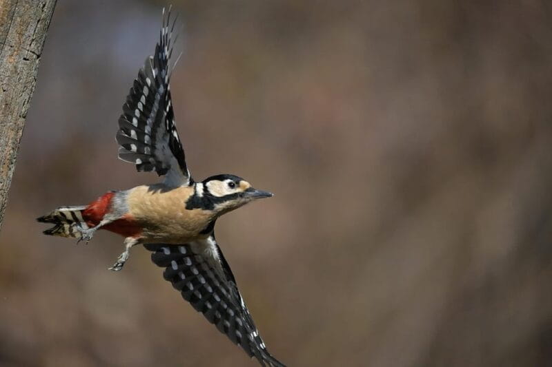 Monferrato: Birdwatching and Wildlife Photography Experience - Key Points / Takeaways