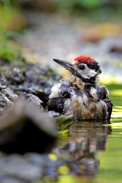 Monferrato: Birdwatching and Wildlife Photography Experience - The Value of the Experience