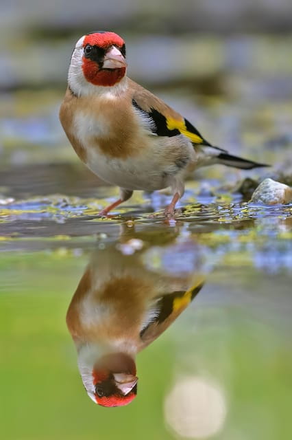 Monferrato: Birdwatching and Wildlife Photography Experience - The Itinerary: A Day in the Wild