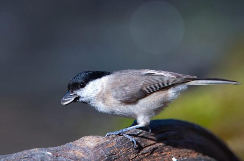 Monferrato: Birdwatching and Wildlife Photography Experience - Price and Practicalities