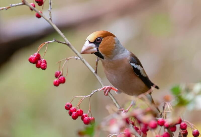 Monferrato: Birdwatching and Wildlife Photography Experience - Final Thoughts: Is This The Wildlife Experience for You?
