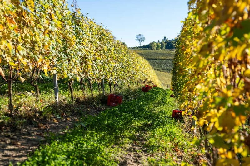 Monforte d'Alba: 7 glasses of Langhe with visit to Winery and Vineyards - Who Would Love This Tour?