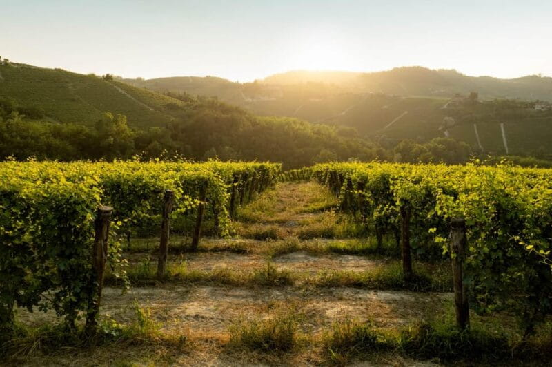 Monforte d'Alba: Barolo Tasting, Vineyard & Cellar Visit - Entering the Heart of Piedmont: What to Expect