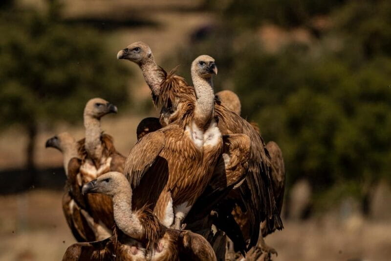 Monfrague Wildlife Experience: Vultures Close-up - Key Points / Takeaways