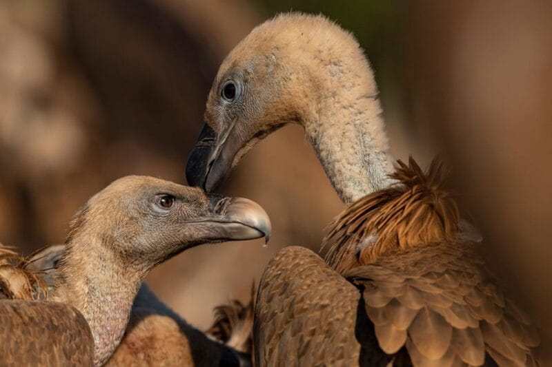 Monfrague Wildlife Experience: Vultures Close-up - Discovering the Majesty of Monfragüe’s Birds of Prey