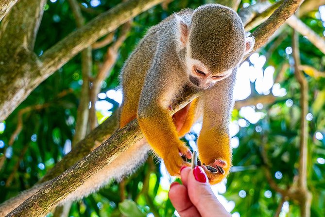 Monkeyland & Plantation Safari Full Day From Juan Dolio - Pickup and Scheduling