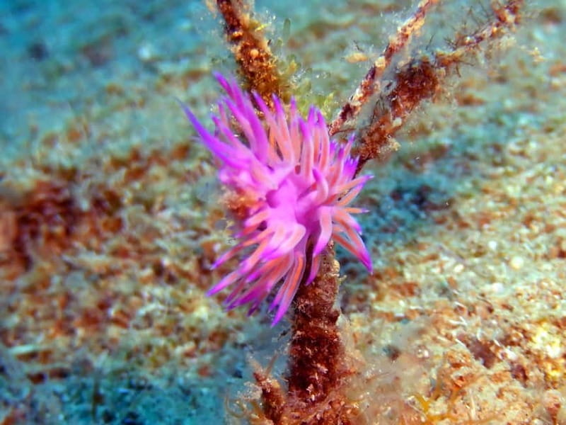 Mononaftis: Certified Scuba Diving - A Closer Look at Mononaftis: What to Expect from Your Dive