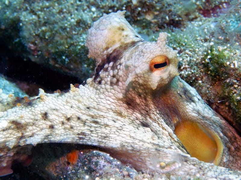 Mononaftis: Certified Scuba Diving - FAQ About Mononaftis Certified Scuba Diving