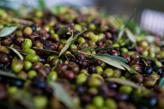 Monopoli's Countryside by Bike - The Practicalities: Price, Equipment, and Group Size