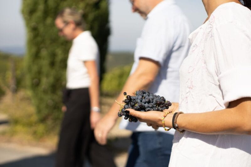 Montalcino: Guided Winery Tour & Gourmet Food Tasting - Who Will Love This Tour?