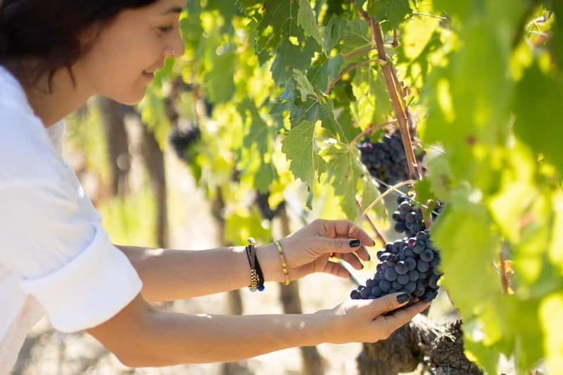 Montalcino: Winery Tour & Brunello Vertical Tasting - Who Should Book This?