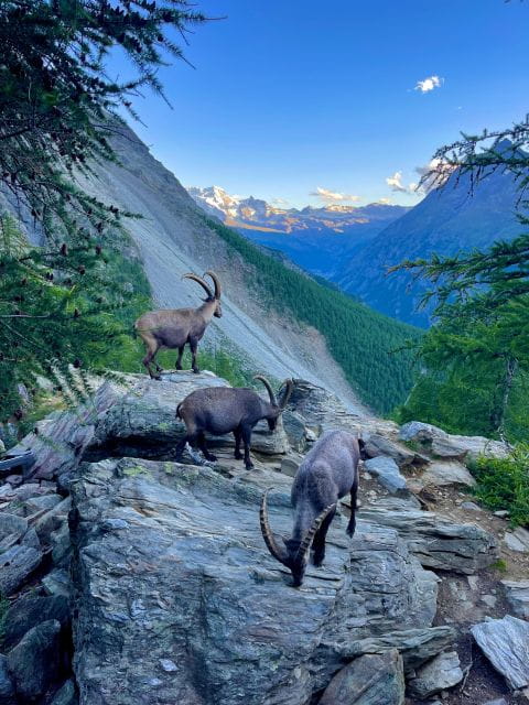 Monte Rosa Trekking Tour - Included