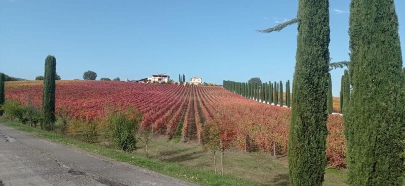 Montefalco and Bevagna Wine Tasting Full-Day Tour - The Scenic Drive & Via del Sagrantino