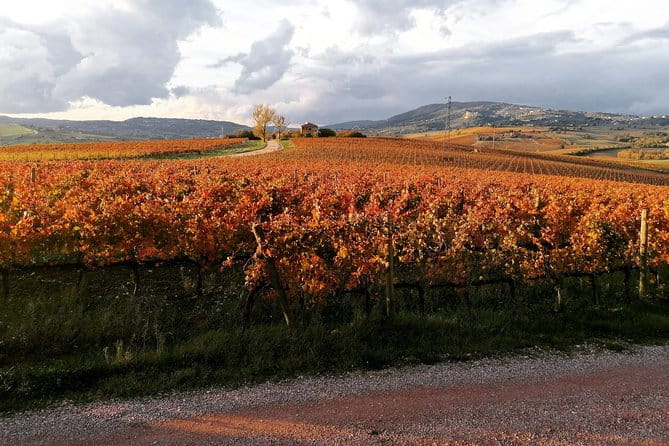 Montefalco: Historic cellar and vineyard tour with wine tasting - Exploring Montefalco’s Historic Cellar and Vineyard Tour