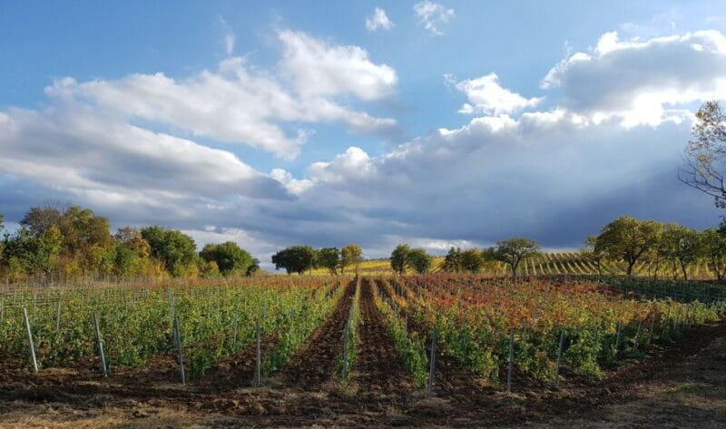 Montepulciano: Tuscan Winery Tour with Wine Tasting & Meal - Price & Overall Value