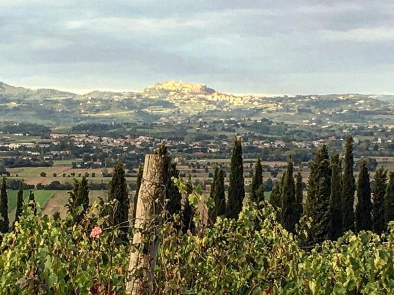 Montepulciano: Wine Tour and tasting - Entering a Centenary Winery in Tuscany