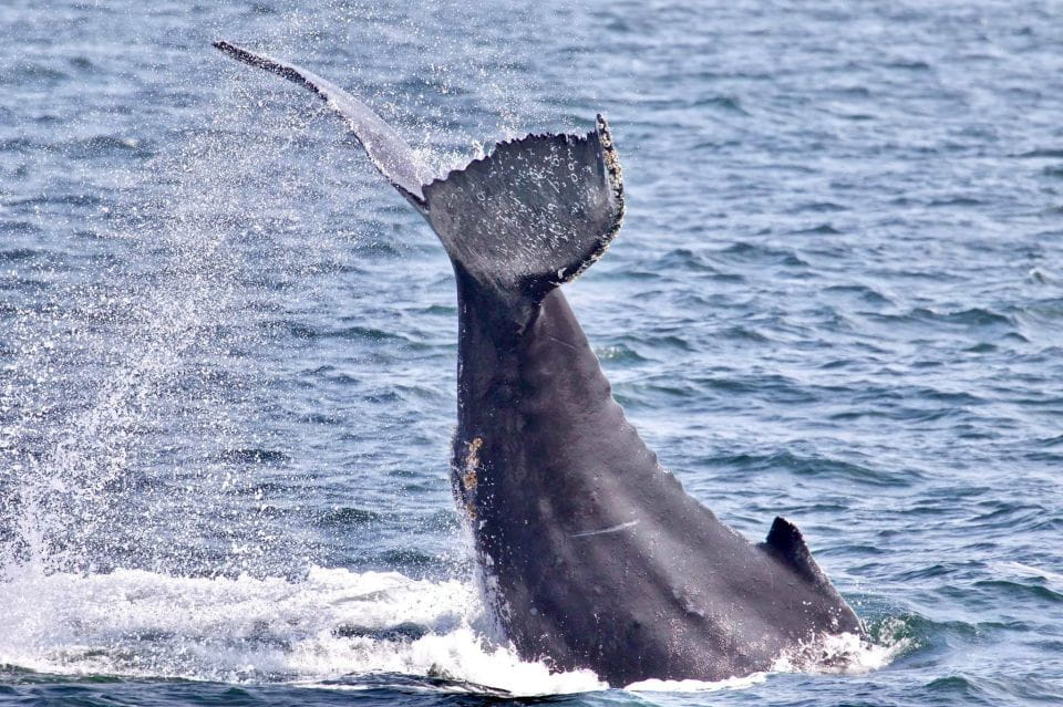 Monterey: Whale Watching Cruise - Guided Tour Experience