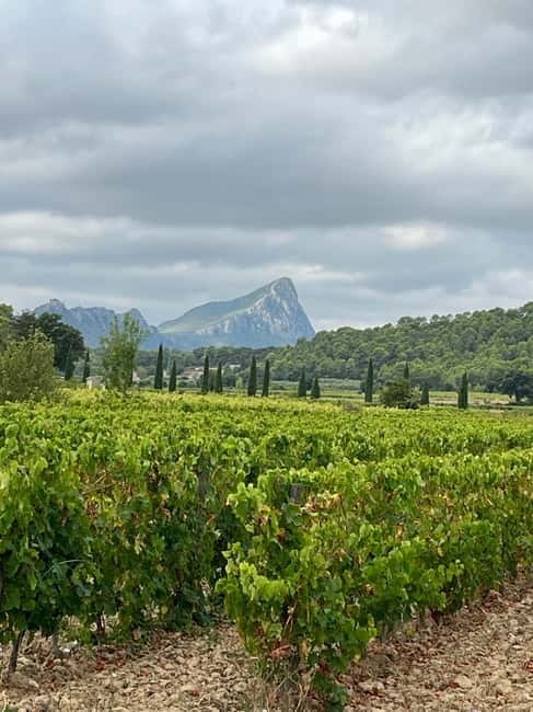 Montpellier: Pic Saint-Loup Wine Tour - An Authentic Family Meal