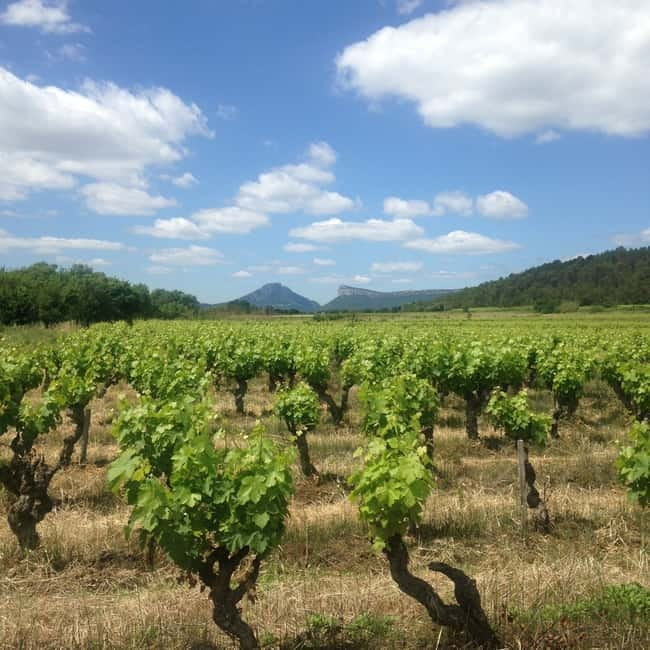 Montpellier: Pic Saint-Loup Wine Tour - Who Would Love This Tour?