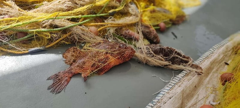 Morning Private Tour to Polyaigos - A Feast for the Senses: Fresh Fish and Local Delicacies