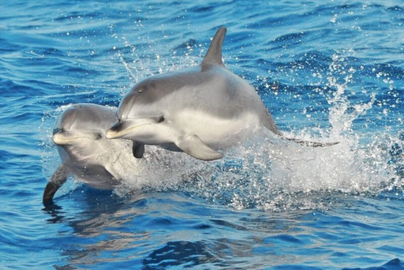 Morro Jable: Dolphin & Whale Watching Cruise, Drinks & Swim - Who Will Love This Experience?