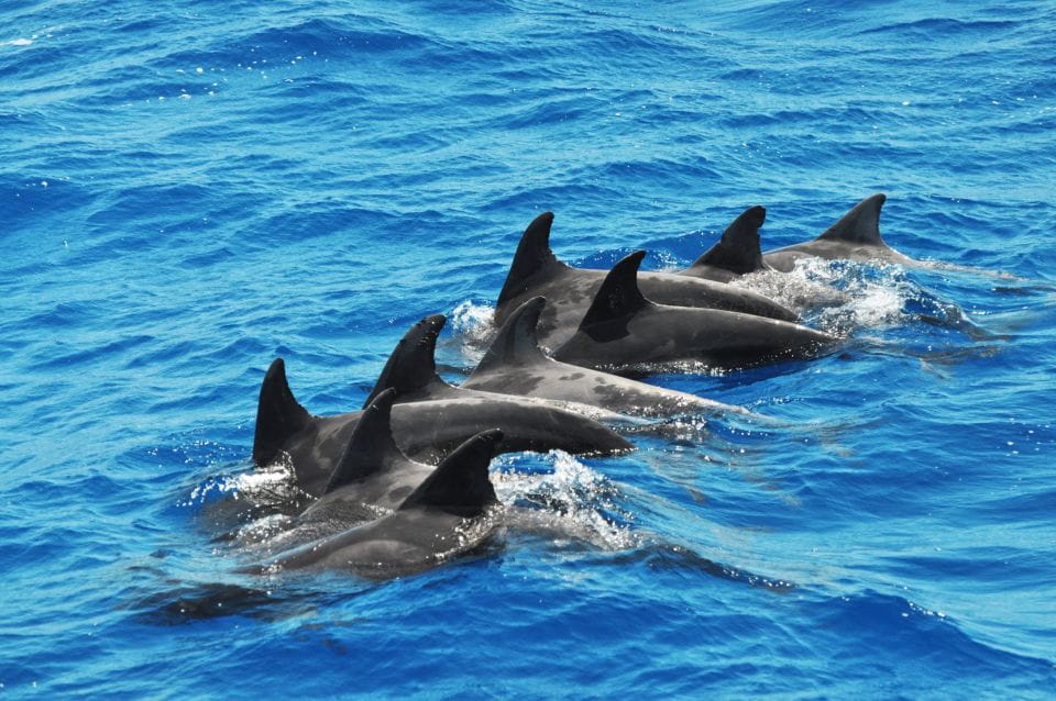 Morro Jable: Dolphin & Whale Watching Cruise, Drinks & Swim - Crew and Tour Guide