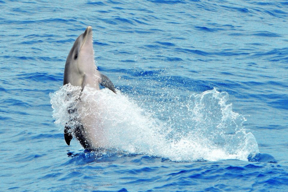 Morro Jable: Dolphin & Whale Watching Cruise, Drinks & Swim - Pickup and Meeting Points