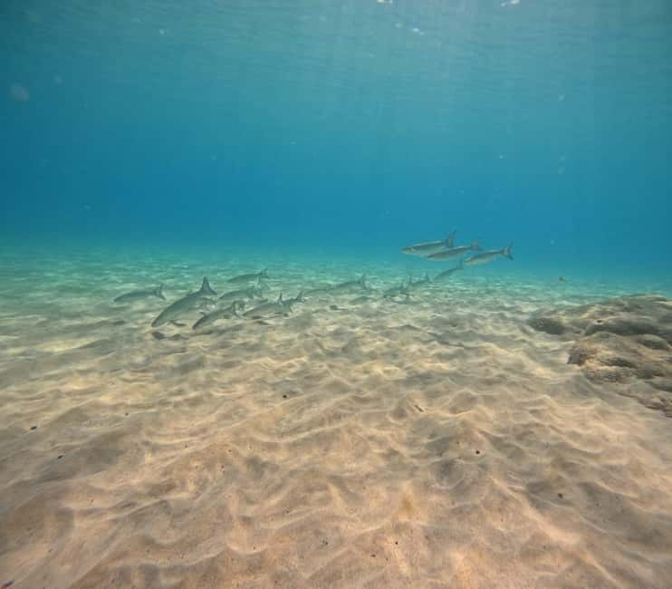 Morro Jable: Try Diving Experience for Beginners - Morro Jable: Try Diving Experience for Beginners