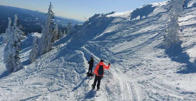Mount Arber: Snowshoeing in the Bavarian Forest Guided Tour - Key Points / Takeaways