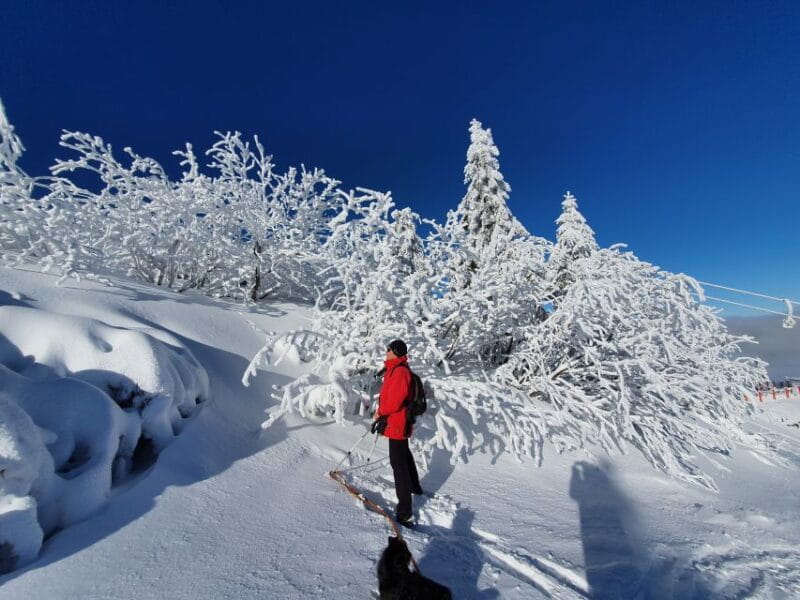 Mount Arber: Snowshoeing in the Bavarian Forest Guided Tour - Exploring Mount Arber: A Deep Dive into the Experience