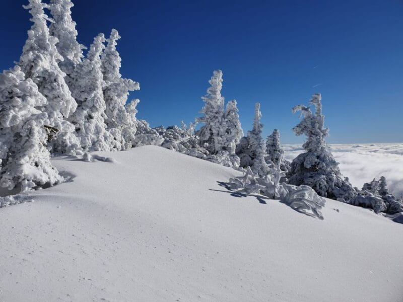 Mount Arber: Snowshoeing in the Bavarian Forest Guided Tour - Who Should Book This Tour?