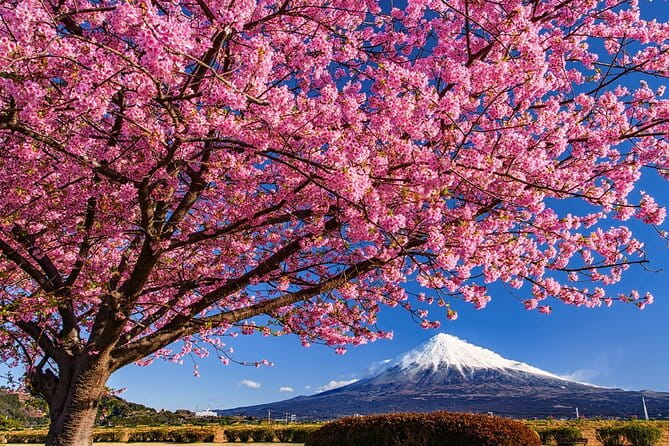 Mount Fuji and Cherry Blossom E-Bike Tour (Seasonal Availability) - Key Points