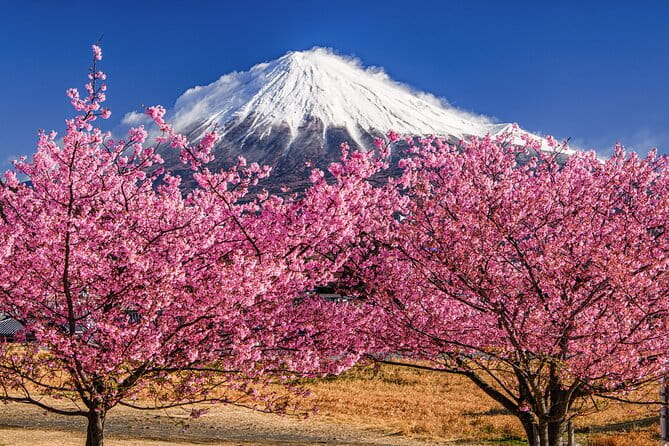 Mount Fuji and Cherry Blossom E-Bike Tour (Seasonal Availability) - Meeting and Pickup