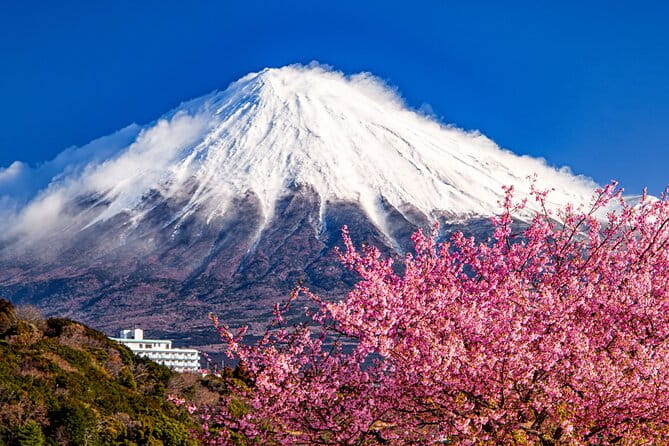 Mount Fuji and Cherry Blossom E-Bike Tour (Seasonal Availability) - Booking and Cancellation Policy
