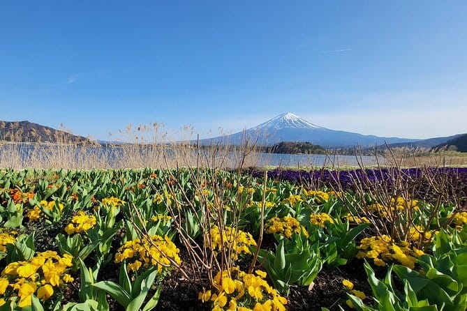 Mount Fuji & Hakone Private Customized Sightseeing English Trip - Booking and Cancellation Policy