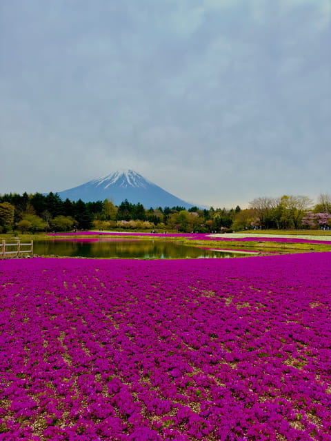 Mount Fuji Hakone With English-Speaking Guide - Accessibility and Experience