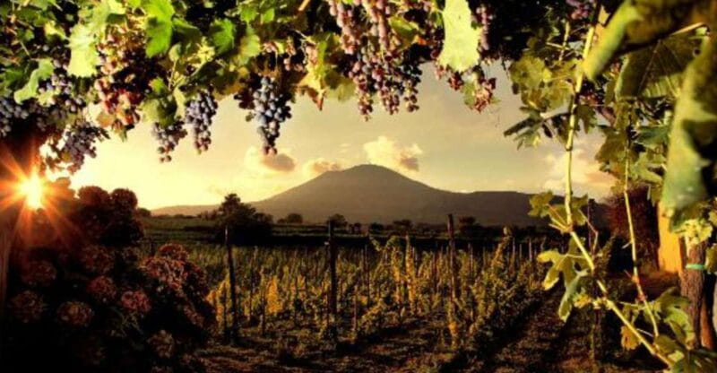 Mount Vesuvius Wine Tasting and Lunch from Pompeii - Key Points / Takeaways