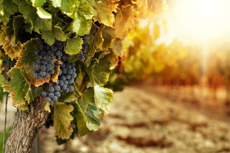 Mount Vesuvius Wine Tasting and Lunch from Pompeii - Wine Tasting: Four Wines, One Memorable Experience