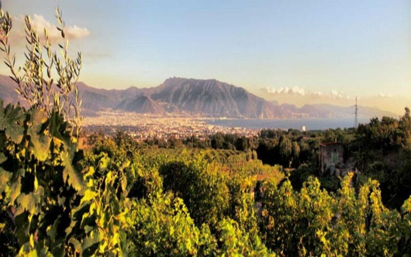 Mount Vesuvius Wine Tasting and Lunch from Pompeii - Who Will Love This Tour?