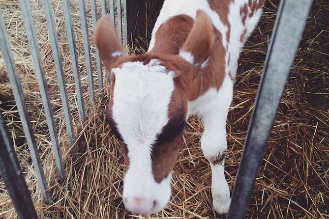 Mozzarella Experience - Cheese Tour and Tastings at Masseria Fragnite - Cheese and Dairy Tour