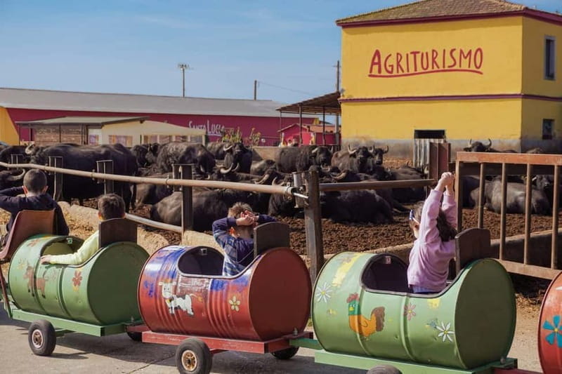 Mozzarella experience: discovering the art of cheese making - Key Points / Takeaways