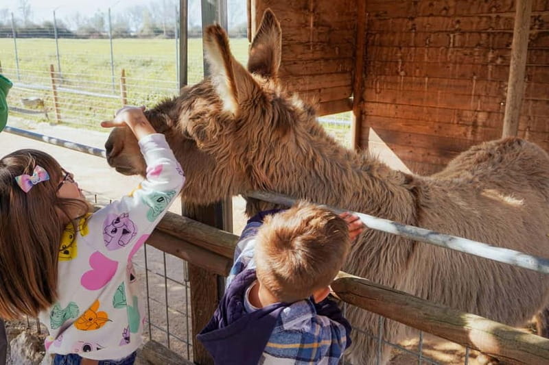 Mozzarella experience: discovering the art of cheese making - Logistics, Cost, and Practical Tips