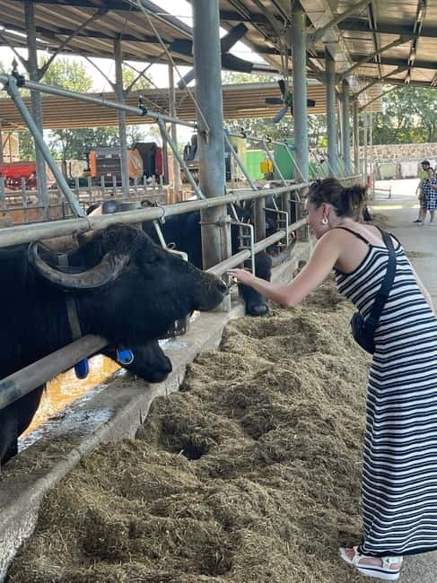 Mozzarella Experience: Tour + Lunch in Paestum's dairy - Who is this experience best for?