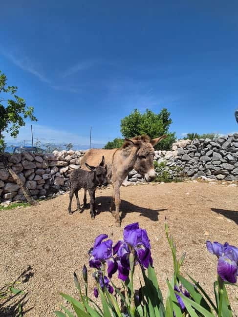 mrika (near Rijeka/Krk/Crikvenica) Donkey Farm Family Fun - Entering the Donkey Paradise: What You Can Expect