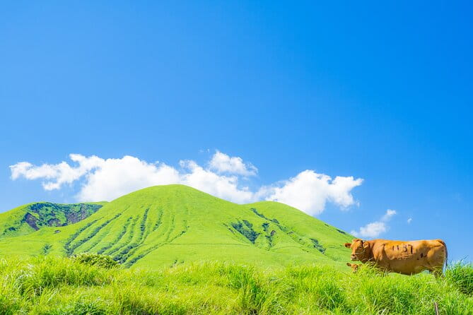 Mt. Aso and Kumamoto Castle Shared Bus Tour From Fukuoka - Key Points