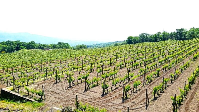 Mt Etna Private guided walking Tour with Wine Tasting - Who Will Love This Tour?