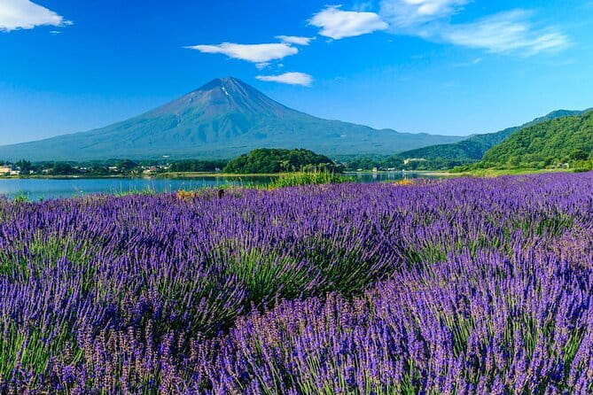 Mt. Fuji Area Tour Tokyo DEP: English Speaking Driver, No Guide - Reviews and Feedback