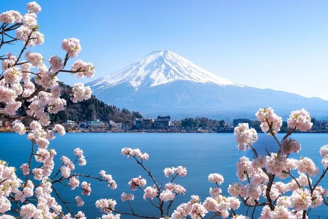 Mt. Fuji Cherry Blossom and Shibasakura Festival Tour - Key Points