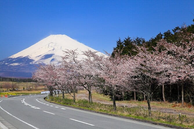 Mt. Fuji Cherry Blossom and Shibasakura Festival Tour - Highlights of the Tour